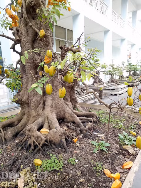 Mặc dù 2 cây khế sai trĩu quả, quả căng mọng như vậy, nhưng theo chủ nhân của nó thì: “Tôi để tôi ngắm, chứ tôi không ăn”.