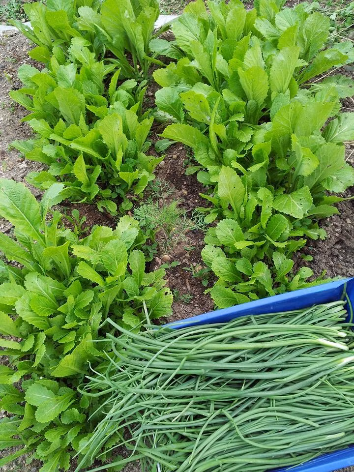 Để có thời gian chăm sóc vườn, chị Eva Phạm Bích tranh thủ từng phút từng giây rảnh rỗi. Nhà chị kinh doanh phải mở cửa suốt cả tuần nên rảnh chút là lao ngay ra vườn rau. Chị hóm hỉnh chia sẻ: "Ai tìm chị thì đơn giản lắm vì chị chỉ ở cửa hàng và ngoài vườn".