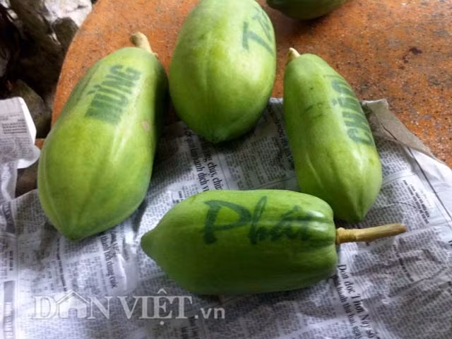 Sau khi thu hoạch từ 10-15 ngày, màu sắc trái và chữ vẫn giữ bình thường, không thay đổi.
