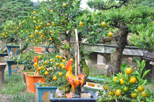 Cũng theo ông Xuân, năm nay nhà vườn của ông có khoảng trên dưới 20 cây quất ghép cần thăng bonsai. Hiện, mỗi ngày có khá nhiều khách đến tham quan, đặt mua nhưng ông chưa muốn bán mà chờ cận ngày mới “tung” ra thị trường.