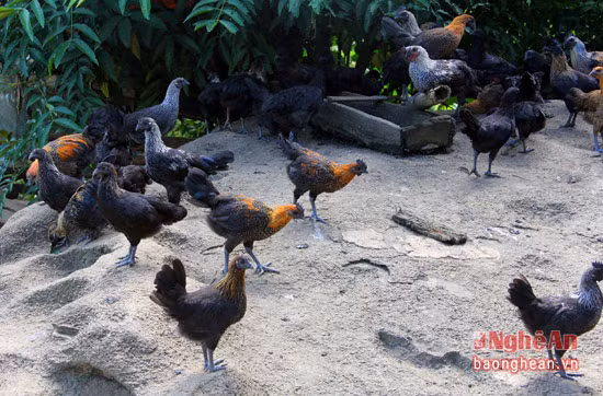 Chính bởi điều đó, điều kiện phát triển của những chú gà nuôi không khác so với gà thả là mấy. Ông Lầu Vả Mềnh, bản Ca Trên, xã Na Ngoi, Kỳ Sơn, một trong những hộ nuôi gà đen, cho biết: Vì nuôi hoàn toàn tự nhiên nên gà đen chậm phát triển so với các giống gà khác. Nhưng cũng chính bởi "chậm lớn" mà gà đen có thịt rất săn chắc, thơm ngon...