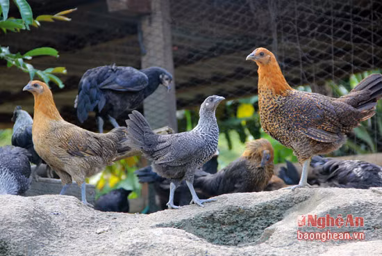 Để gà có điều kiện "luyện tập", phát triển săn chắc, còn phải tạo cảnh quan tự nhiên, những mô đá..