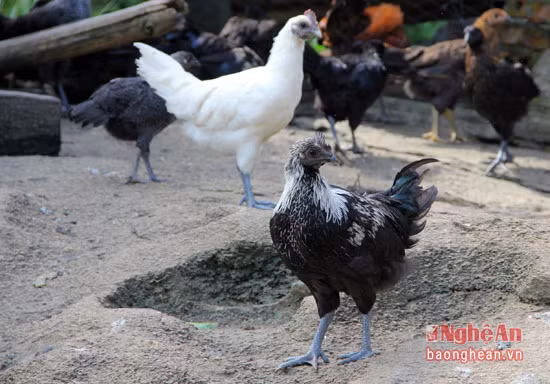 Việc chăn nuôi gà đen chủ yếu theo hình thức chăn thả tự nhiên. Chính bởi điều đó, thịt gà đen có đặc điểm săn chắc, thơm ngon, tạo sự khác biệt so với các giống gà khác và được người tiêu dùng hết sức ưa chuộng.