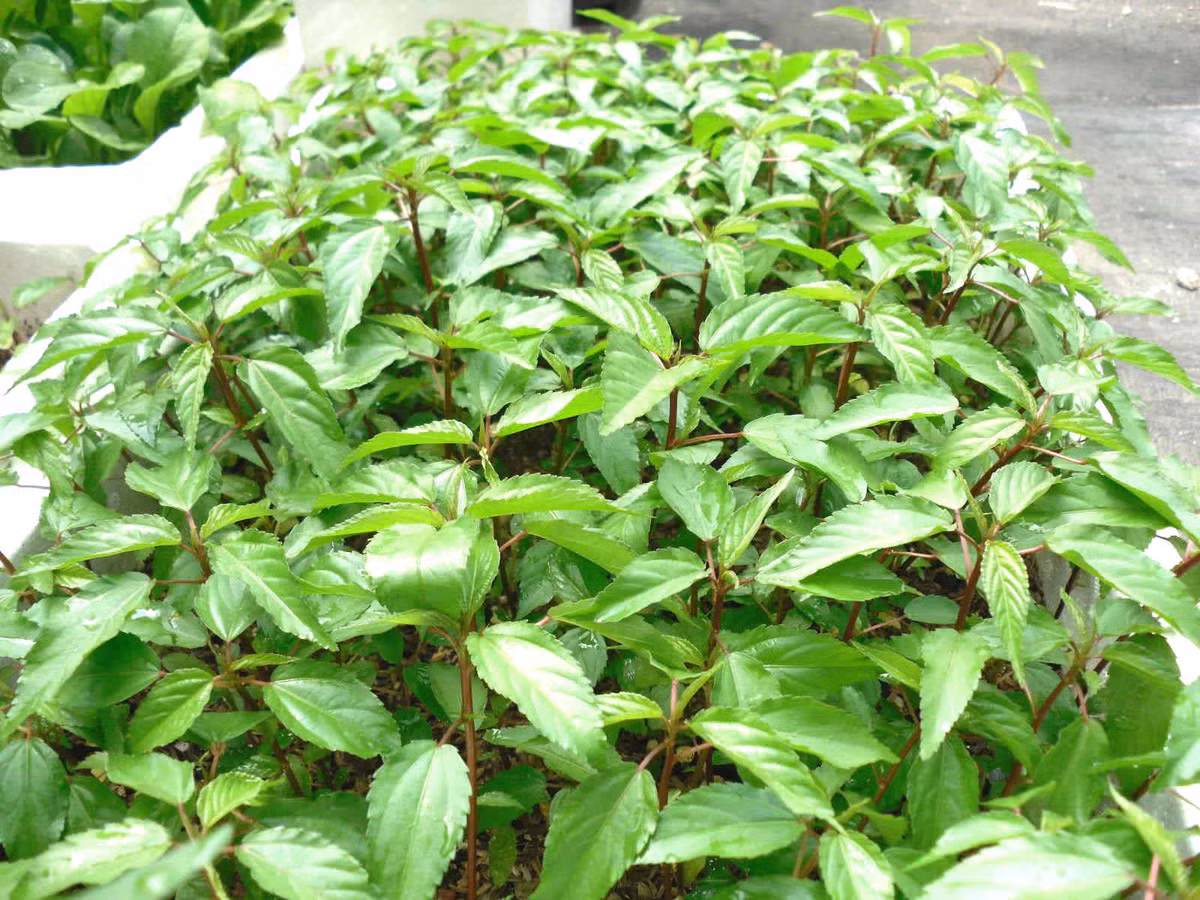 Hiện tại trên thị trường giống tồn tại 2 loại hạt giống: rau đay đỏ và rau đay trắng. Rau đay đỏ ăn ngon hơn, nhưng lại phát triển chậm hơn so với rau đay trắng. Trồng rau đay, bạn cần làm đất kỹ, gieo vãi hoặc theo hàng, hàng cách nhau khoảng 20cm và tưới giữ ẩm. Khi rau đay cao 10- 15cm cần được nhổ tỉa cho thưa bớt. Sau 50 – 60 ngày, luống rau cần được nhổ tỉa thêm 1 lần nữa, để các cây cách nhau 30 - 40cm và thu hái ngọn nhiều lứa.