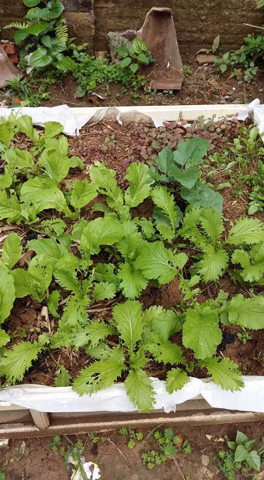 Mùa hè chị trồng nhiều loại rau cải khác nhau như cải mào gà, cải xoăn kale, cải bẹ, cải bó xôi,...Chị Dung tâm sự, thịt bò cuốn lá cải là món ăn mà cả nhà chị đều mê.