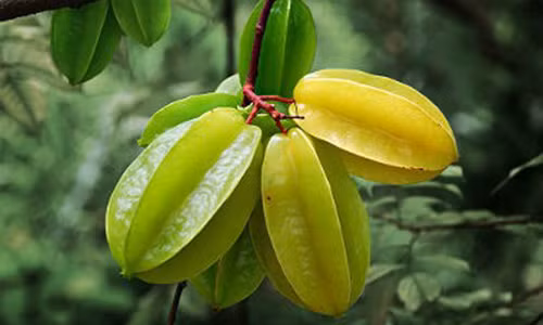 Bị những bệnh này, dùng quả khế là khỏi Bi nhung benh nay, dung qua khe la khoi