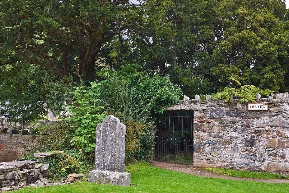 Cây thủy tùng Fortingall, Scotland (5.000 tuổi): Cây thủy tùng cổ xưa này nằm trong vườn nhà thờ của ngôi làng Fortingall, Perthshire, Scotland. Vòng gỗ của cây bị mục nát dần nên khó có thể xác định tuổi thật của cây. Năm 1769, cây được đánh giá là khoảng 5.000 tuổi. Tuy nhiên, nghiên cứu gần đây cho thấy cây có thể chỉ khoảng 2.000-3.000 tuổi.