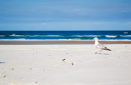 4. New Smyrna ở bang Florida, Mỹ Mặc dù New Smyrna được coi là một trong những bãi biển đẹp nhất ở bang Florida, nhưng du khách nên cẩn thận khi tới đây. Bãi biển này có nhiều cá mập hung dữ và thường tấn công những người tắm. Bên cạnh cá mập, bạn cũng cần đề phòng nạn trộm cắp trên bãi biển.