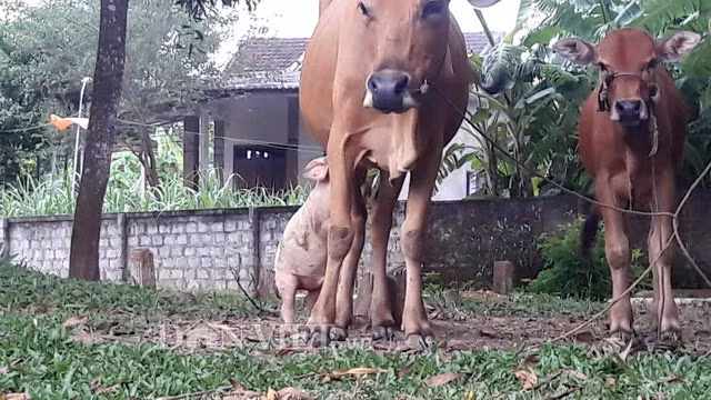 Chú lợn đứng bằng hai chân sau để bú bò mẹ.