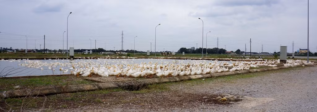 Vì thấy dự án không tiếp tục triển khai, người dân tận dụng khu đất để nuôi vịt, chăn thả trâu bò.