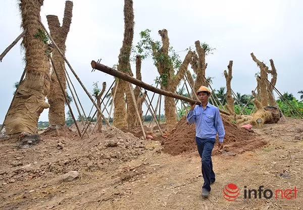 … tuy nhiên, đến thời điểm hiện tại, những cây cổ thụ này đã được trồng tại vườn ươm xã Đa Tốn.