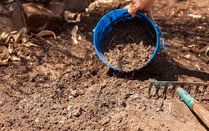 4. Trồng cây ra chậu lớn Chuẩn bị chậu: Chậu trồng cây có kích thước 30x30cm trở lên để cây sinh trưởng tốt. Có thể trồng từ 1-2 cây/chậu, tùy vào kích thước của chậu. Chậu trồng 2 cây cần chăm sóc và tưới cẩn thận hơn.