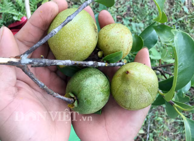 Cuối tháng 9, khi nắng hè ở miền Trung đã dịu hẳn để chuẩn bị giao mùa, cũng là lúc những chùm trái bứa rừng muộn tại một số khu rừng Quảng Ngãi bắt đầu chín vàng, treo lúc lỉu trên cành. Bứa rừng có tên khoa học Garcinia Cambogia, là loại cây gỗ mọc tự nhiên, có chiều cao trung bình khi trưởng thành 5-7m. Tuy nhiên nhiều cây lâu năm có chiều cao trên 15m. Trái bứa có hình khá giống trái ô ma (miền bắc hay gọi là trứng gà), nhưng kích cỡ chỉ nhỉnh hơn nửa nắm tay người lớn. Khi còn non trái có màu xanh và lúc chín thì vàng hơi nhạt.