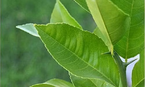 Vì sao nhà dù chật hẹp cũng nên trồng ngay cây chanh? Vi sao nha du chat hep cung nen trong ngay cay chanh?