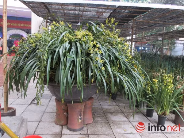 Ngoài ra tại đây còn có rất nhiều chậu địa lan giá từ 30- 50 triệu đồng.