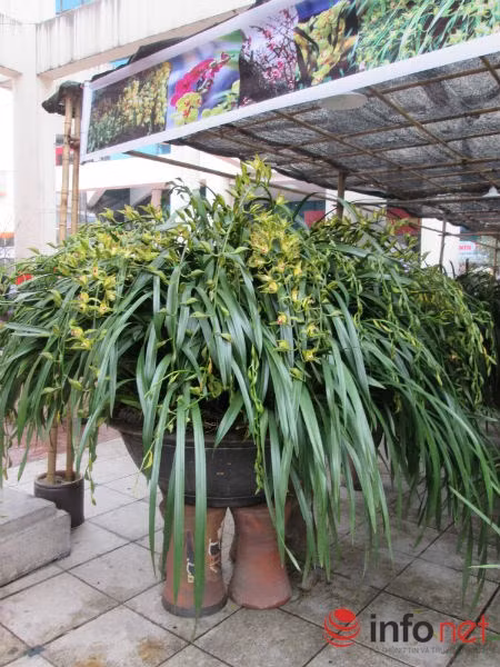 Tính trung bình mỗi nhành hoa nở trong chậu có giá 1,2 triệu đồng.