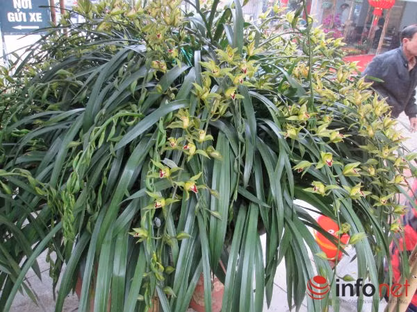 Giá bán 120 triệu đồng.