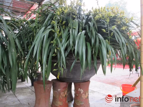 Chậu địa lan "khủng" được trưng bày tại Hà Nội thu hút sự chú ý của nhiều người.