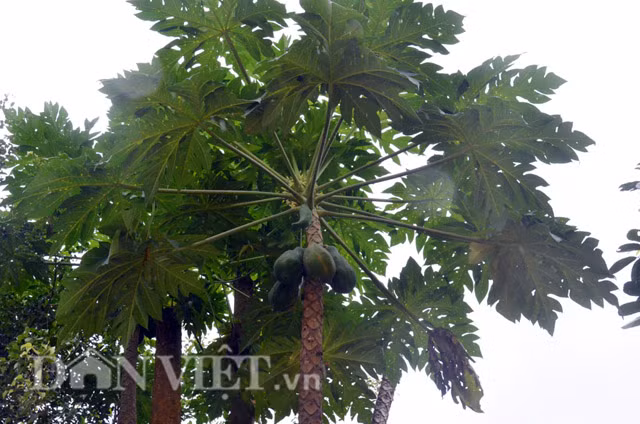 Phần ngọn của 5 thân.