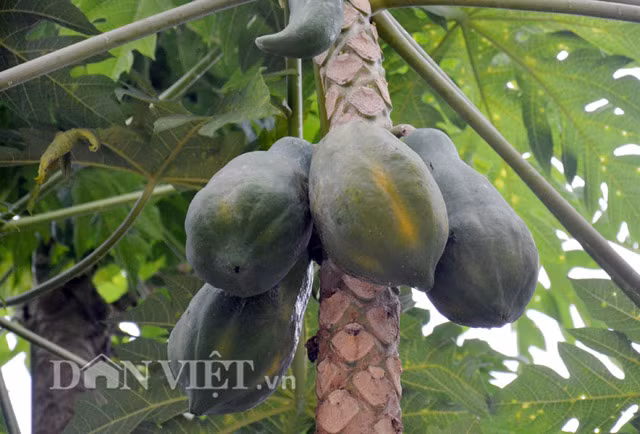 Dù mang hình dạng khác thường như vậy, thế nhưng tất cả các thân của cây đu đủ đặc biệt này đều ra trái, với số lượng từ 5-10 trái/thân, nặng trung bình khoảng 0,6kg/trái và thịt vẫn ngon ngọt như những cây đu đủ bình thường.