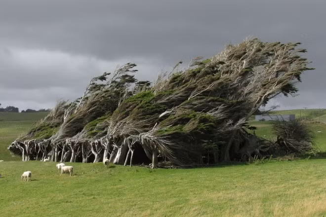 Cây bão táp ở đảo Nam của New Zealand là minh chứng rõ nét cho sự sống kiên cường của các loài thực vật trong tự nhiên.