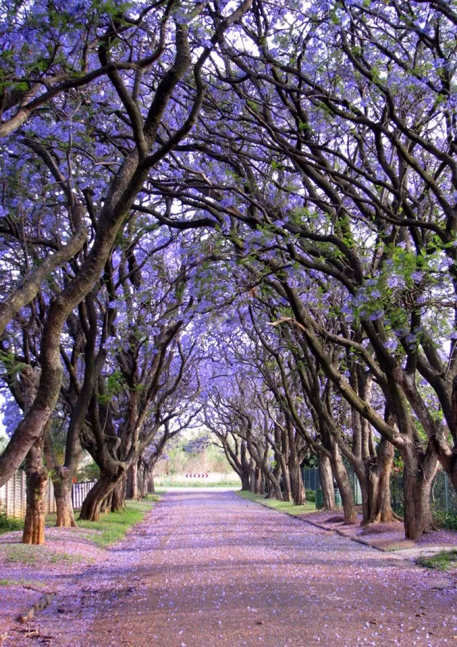 Cây Jacaranda trổ hoa ở Nam Phi đẹp dịu dàng và thơ mộng.