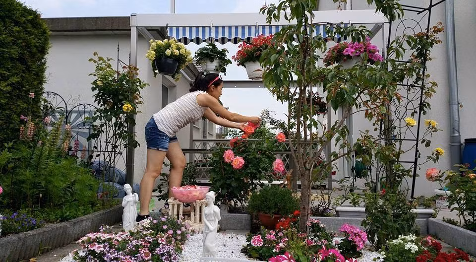 Thường xuyên cắt tỉa những lá vàng, hoa héo để nuôi cây phát triển.