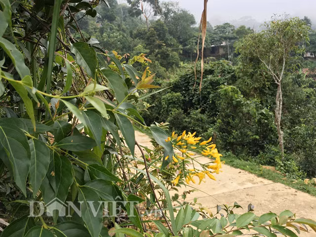Riêng ở Quảng Ngãi, theo thống kê sơ bộ từ năm 2015 đến nay đã có hàng chục người, chủ yếu ở các huyện miền núi như Sơn Tây, Sơn Hà, Ba Tơ...bỏ mạng vì tự vẫn bằng cách ăn lá ngón.