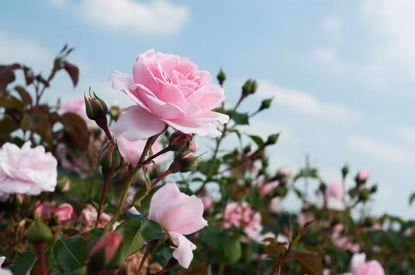 Bởi đây là độ tuổi cây dễ phát triển, đang ở độ nhanh ra hoa, ít sâu bệnh và đang khá ổn định. Khi ban công đã ngập tràn các loài hồng, lúc này mới là thời điểm tốt nhất, để bạn chủ động hơn trong việc ươm mầm bằng cách gieo hạt hoặc chiết cành.