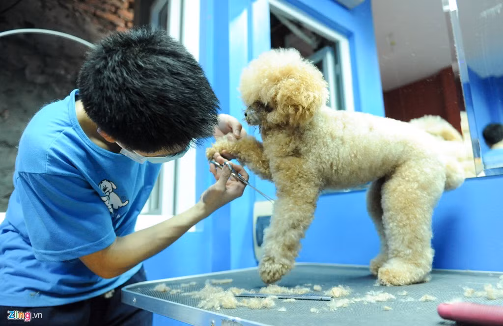 Chị Nhung, quản lý cửa hàng cho biết, các loài chó có lông dài trong mùa hè rất dễ bị nóng nên chủ thường đưa đến tỉa bớt lông. Đặc biệt, có người còn cạo trọc lông thú cưng của mình để cho mát. Theo cơ quan khí tượng, đợt nóng kéo dài từ cuối tuần trước đến ngày 15/6 là có cường độ gay gắt nhất kể từ đầu năm.