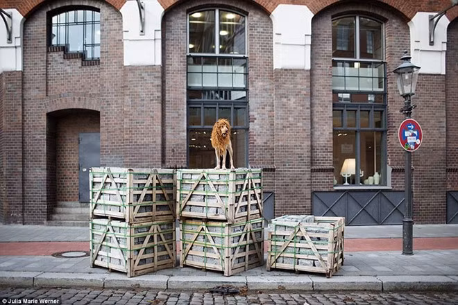 Tại một chợ cá ở Hamburg, Tschikko đứng trên các hộp đựng hàng bên lề đường.
