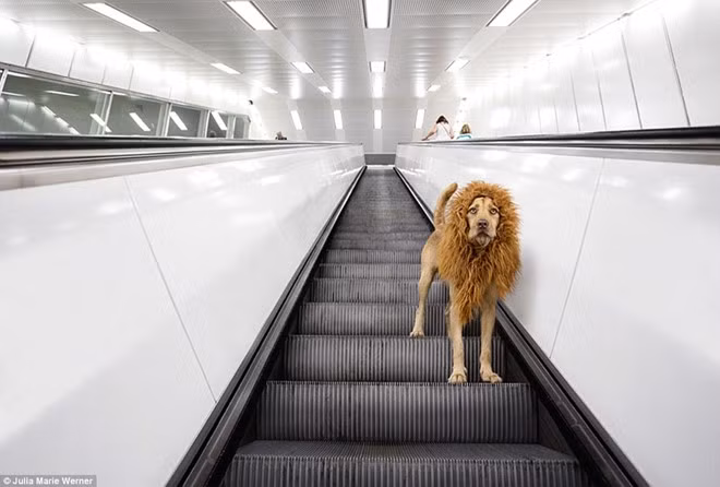 Một chú chó hoang được nhiếp ảnh gia Julia Marie Werner phát hiện trong buổi chụp hình ở miền quê Tây Ban Nha năm 2014. Cả hai đã nhanh chóng trở nên thân thiết. Julia đã đặt tên cho chú chó là Tschikko và đưa về Đức. Tschikko trở thành cảm hứng và trọng tâm của loạt ảnh “Grossstadtlowe”, nghĩa là “Sư tử ở thành phố lớn”.