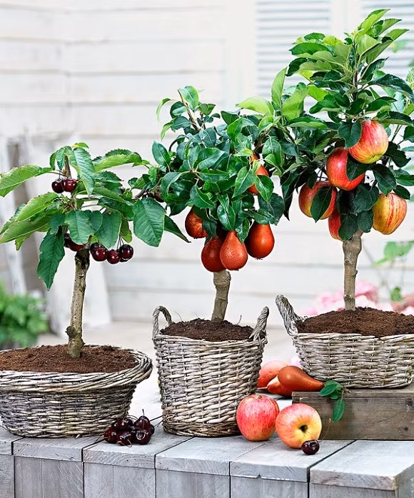 Hãy tưởng tượng một khu vườn trái cây có thể được ăn ngay bây giờ trên ban công hoặc sân thượng trong chậu, bồn, thùng...