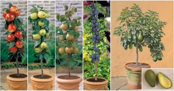 Đây là một xu hướng mới trong làm vườn - loại trái cây ăn quả lùn được trồng trên chậu, bên cửa sổ không chỉ làm đẹp mà còn cho bạn thu hoạch quả tươi ngon.
