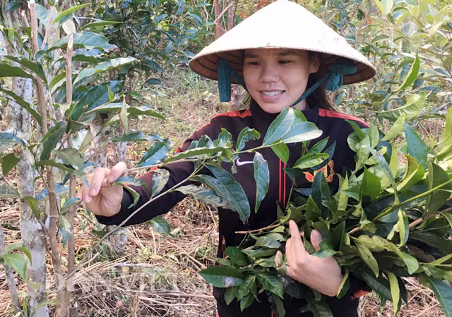 Dù được xem là sản vật thế nhưng giá bán chè hái từ những cây chè cổ này chỉ từ 2.000-4.000 đồng/bó, lọn to cỡ gần 2 nắm tay người lớn,
