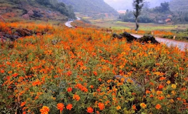 Trong ánh nắng ấm áp cùng làn gió se lạnh, giữa bầu trời xanh lồng lộng và những dãy núi đá tai mèo đen nhóng nhánh, hoa cúc dại sừng sững giữa trời, khiến cảnh sắc Hà Giang đẹp đến nao lòng, những kẻ đi đường không thể không dừng lại một chút, thả hồn mình vào hoa.