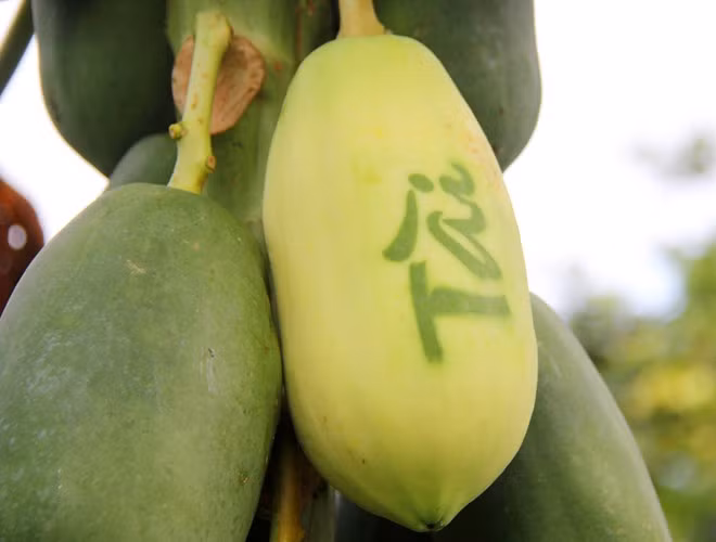 Đây là năm đầu tiên nhóm nông dân xã Phú Hữu huyện Châu Thành tỉnh Hậu Giang giới thiệu ra thị trường Tết trái đu đủ có in chữ Tài, chữ Lộc.