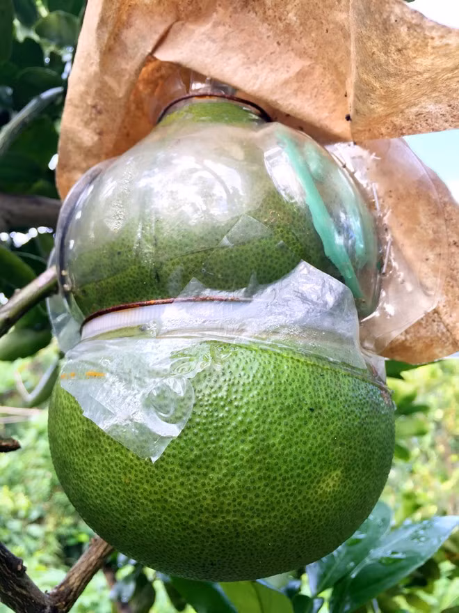 Bên cạnh trái cây tạo hình mới, các loại quen thuộc như bưởi hồ lô, dưa hấu thỏi vàng, đào tiên hồ lô được dự báo sẽ khan hàng Tết Đinh Dậu, do thời tiết thất thường khiến sản lượng giảm.
