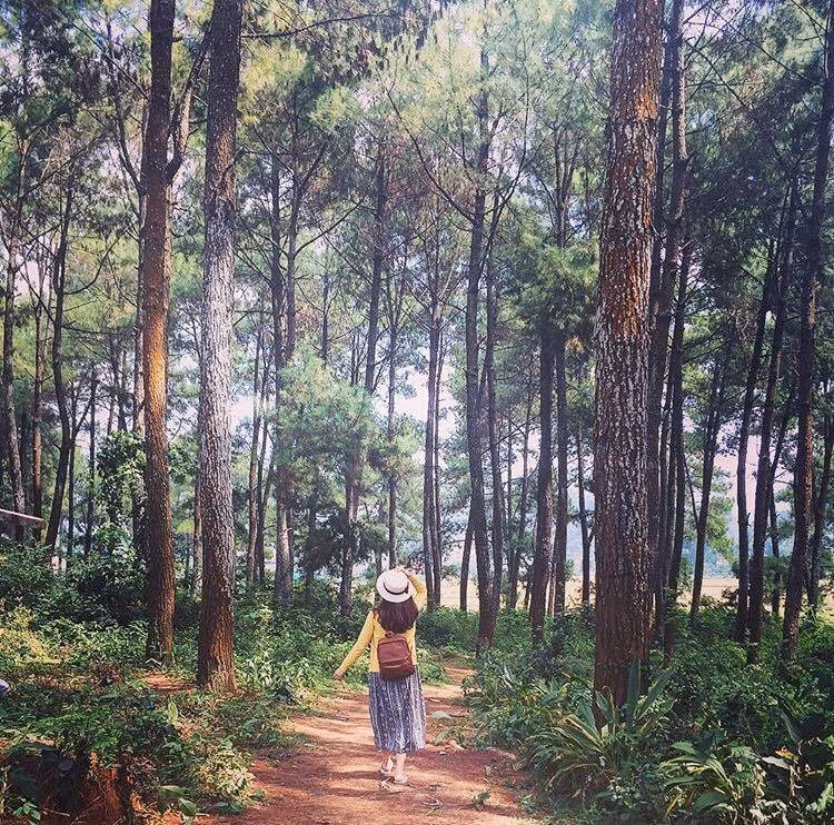 Người ta ví nơi đây như Đà Lạt thu nhỏ của Tây Bắc, với rừng thông xanh cao vút, thẳng đứng mạnh mẽ trải dài bạt ngàn trên dãy đồi đất feralit đỏ nâu tạo nên cảnh quan tự nhiên đẹp mê hồn. Ảnh: Primrosept.