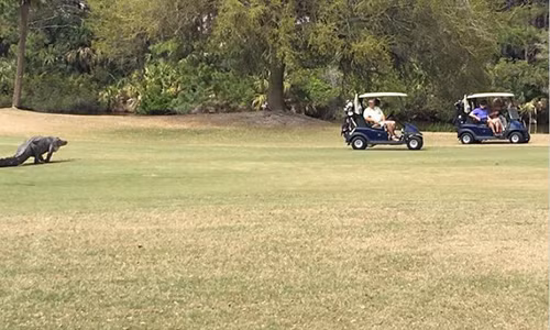 Suýt ngất khi thấy cá sấu bò lổm ngổm trong sân golf Suyt ngat khi thay ca sau bo lom ngom trong san golf