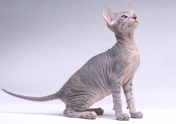 Mèo Peterbald (5000 USD) Peterbald là kết quả giao phối thử nghiệm giữa Oriental Shorthair và Donskoy. Giống mèo hầu như không có lông và có vẻ xấu xí. Tuy nhiên, chúng được đánh giá là mèo thông minh và thân thiện với con người.