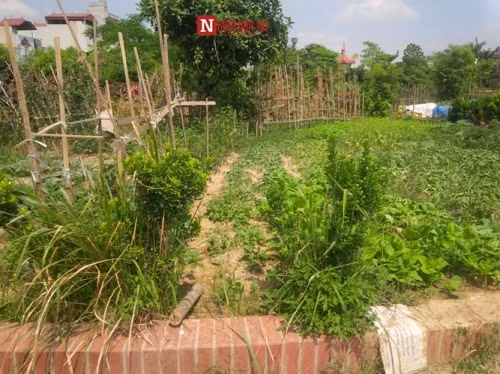 Đó là thực trạng đang tồn tại ở khu lưu niệm cố Tổng bí thư Nguyễn Văn Cừ (thôn Phù Khê Thượng, xã Phù Khê, thị xã Từ Sơn, tỉnh Bắc Ninh).