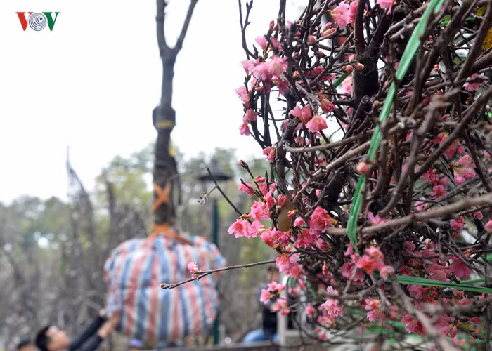 Những cây đào gốc to, tán rộng, rất nặng khiến quá trình cẩu lên xe phải vô cùng cần thận để giữ được sự nguyên vẹn cho từng cây hoa.