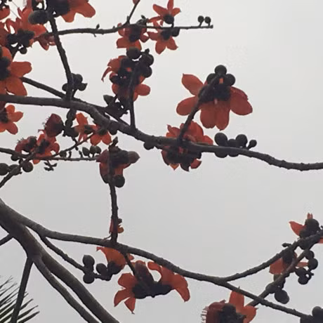 Những chùm hoa gạo rung rinh trong gió.