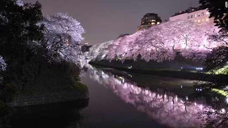 Công viên Ueno, Tokyo: Một trong những điểm ngắm hoa anh đào nổi tiếng nhất ở Tokyo là công viên Ueno với hàng nghìn cây anh đào, được trang trí đèn lồng. Vì vậy nơi đây thu hút lượng du khách rất lớn.