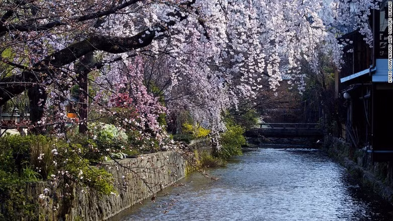 Quận Gion, Kyoto: Du khách có thể tìm được những điểm ngắm hoa anh đào tuyệt đẹp tại quận Gion. Những chùm hoa nhẹ nhàng rủ xuống dòng sông Shirakawa rồi trôi theo dòng nước hiền hòa. Ngoài ra, cố đô Kyoto còn sở hữu 17 Di sản Thế giới do UNESCO công nhận và hơn 1.600 ngôi đền, khiến nơi đây trở thành điểm ngắm hoa anh đào phổ biến nhất với du khách.