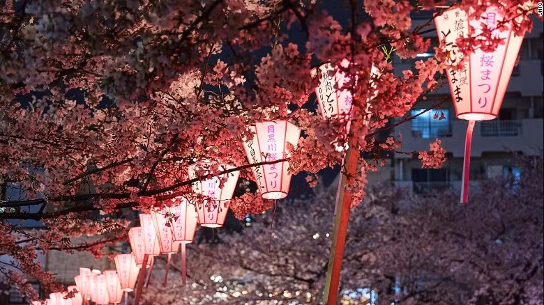 Sông Meguro, Tokyo: Những cây anh đào bên dòng sông Meguro ở quận Nakameguro mang lại vẻ đẹp cho cảnh quan. Trong mùa hoa anh đào, các gian hàng được dựng lên tại đây, bán đồ ăn, bia, rượu vang.