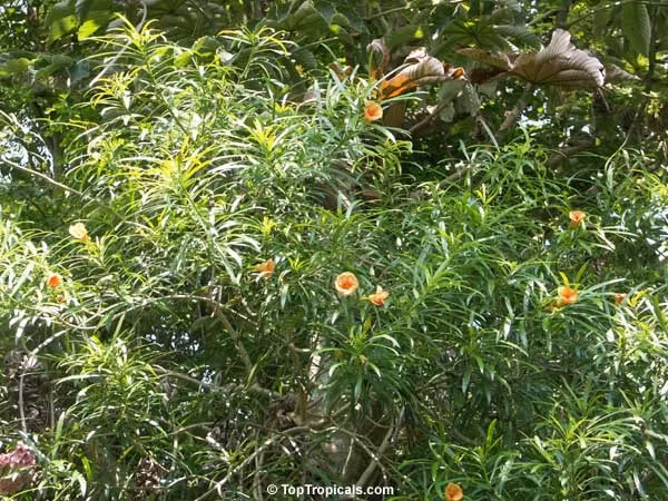 Cây huỳnh liên (Cascabela thevetia/Thevetia peruviana) Có xuất xứ từ Trung Mỹ, cây huỳnh liên thuộc họ trúc đào, thường được trồng làm cảnh vì có hoa màu vàng hoặc vàng cam rất đẹp. Tuy nhiên toàn bộ cây huỳnh liên đều chứa chất kịch độc có thể gây chết người. Cây huỳnh liên chứa chất độc Cardiac Glycosides, rất khó phân hủy.
