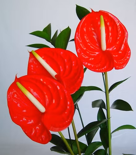 Cây hồng môn (chi Anthurium) Gồm khoảng 1.000 loài, hồng môn thường được trồng làm cảnh hoặc dùng để cắm hoa. Tuy nhiên, cũng là một cây thuộc họ ráy như vạn niên thanh và môn kiểng, hoa hồng môn chứa chất độc Calcium Oxalate có thể gây tử vong cho con người.