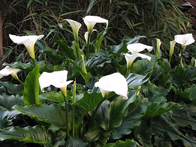 Loa kèn arum (Zantedeschia aethiopica) Có nguồn gốc từ châu Phi, hoa loa kèn arum được trồng khắp nơi trên thế giới để làm cảnh. Tương tự cây môn kiểng, loa kèn arum chứa chất độc Calcium Oxalate gây bỏng rát da tay, phá hủy niêm mạc dạ dày, niêm mạc ruột nếu tiếp xúc.